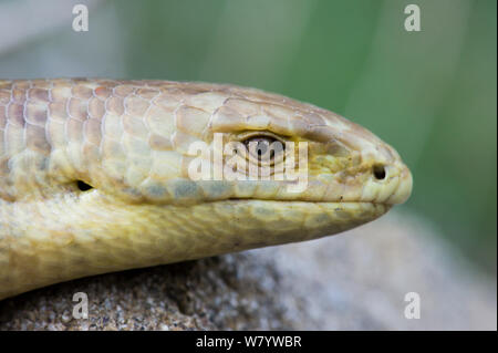 (Sheltopusik Pseudopus apodus) portrait, Arménie, mai. Prisonnier Banque D'Images