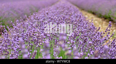 Poussant dans un champ de lavande près de Sainte-anastasie en Provence, France Banque D'Images