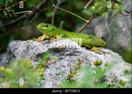 Balkan lézard vert (Lacerta trilineata) sur le rocher, l'île de Krk, Croatie, juin. Banque D'Images