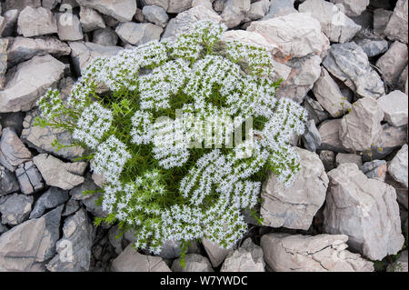 Drypis spinosa la floraison sur les rochers, l'île de Krk, Croatie, juin. Banque D'Images