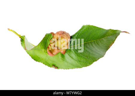 Peach leaf curl (Taphrina deformans) maladie sur le Pêcher (Prunus persica) feuille, sur fond blanc, mai. Banque D'Images