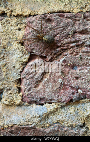 Araignée des maisons (Tegenaria sp.) femelle sur mur, Sussex, UK, mai. Banque D'Images