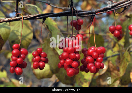 Cinq-saveur Schisandra chinensis (Berry) région de l'amour, la Russie. Banque D'Images