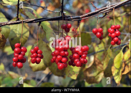 Cinq-saveur Schisandra chinensis (Berry) région de l'amour, la Russie. Banque D'Images