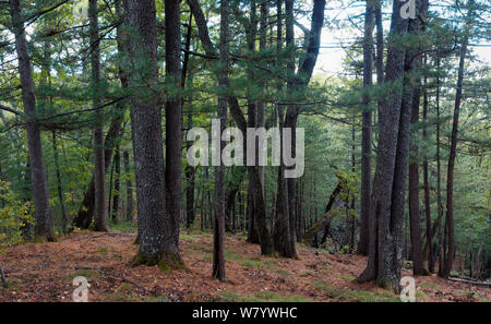 Pin de Corée (Pinus koraiensis) forêt, région de l'amour, la Russie. Banque D'Images