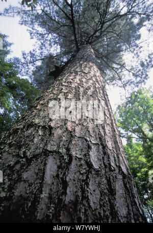 Pin de Corée (Pinus koraiensis) low angle view of trunk, Région de l'amour, la Russie. Banque D'Images