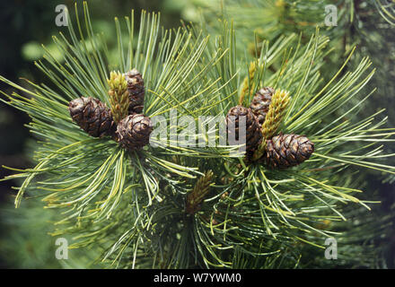 Pin nain de Sibérie (Pinus pumila) cônes, Région de l'amour, la Russie. Banque D'Images