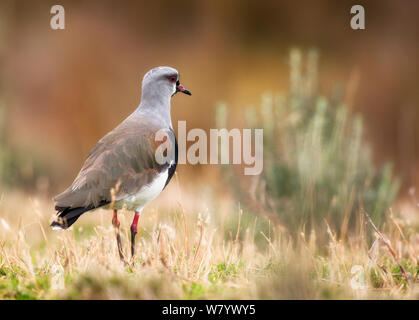 Le sud de sociable (vanellus chilensis fretensis) Tierra del Fuego, en Argentine, en mars. Banque D'Images