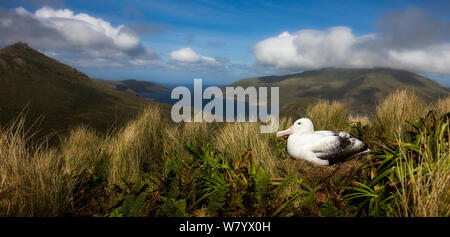 Le sud de l'Albatros (Diomedea epomophora royale) sur son nid, l'île Campbell, Nouvelle-Zélande, février. Banque D'Images