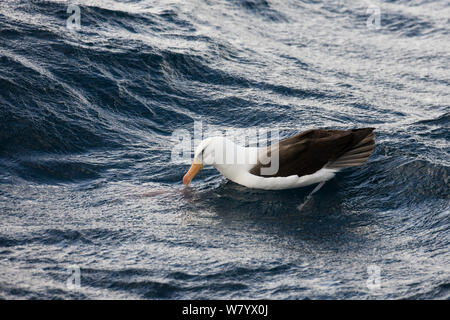 Albatross Thalassarche impavida (Campbell) sur les vagues, les îles Campbell, Nouvelle-Zélande, février. Banque D'Images