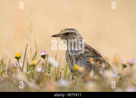 La NOUVELLE ZELANDE Sprague (Anthus novaeseelandiae aucklandicus) îles Auckland, New Zealand Sub-Antarctic, février. Banque D'Images