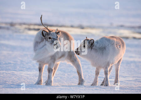 Renne du Svalbard (Rangifer tarandus platyrhynchus) mère et son petit, Spitsbergen, Svalbard, Norvège, avril. Banque D'Images