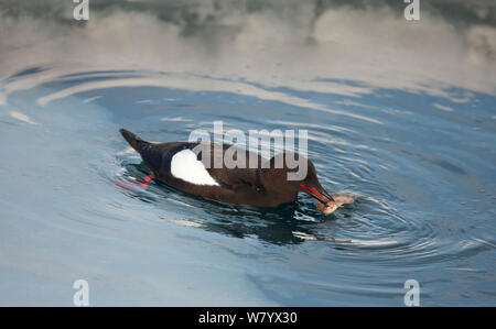 Le guillemot à miroir (Cepphus grylle arcticus) avec les proies, Spitsbergen, Svalbard, Norvège, mars. Banque D'Images