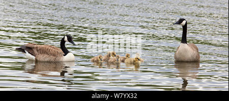 La bernache du Canada (Branta canadensis) parents d'oisons, Ostensjovannet, Oslo, Norvège, juin. Banque D'Images