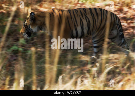 Tigre du Bengale (Panthera tigris tigris) grâce à la stimulation de l'habitat, Bandhavgarh, Inde Banque D'Images