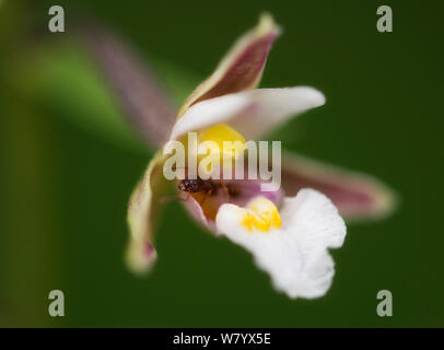 Marsh helleborine (Epipactis palustris), de trous, de la Norvège, de juillet. Banque D'Images