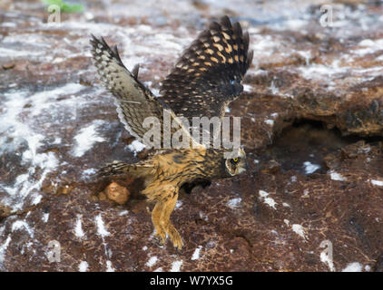 Les Galápagos le hibou des marais (Asio flammeus galapagoensis) en vol, Galapagos. Banque D'Images