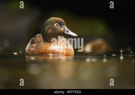 Campbell teal (Anas nesiotis) sur l'eau, Campbell, New Zealand Sub-Antarctic Islands. Novembre. Les espèces endémiques. Banque D'Images