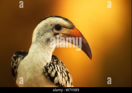Le nord du calao à bec rouge (Tockus erythrorhynchus) portrait, Samburu, Kenya Banque D'Images