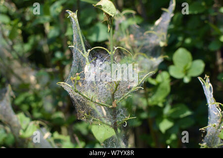 Plantes couvertes en toile contenant des larves parasites causés par hyponomeute du pommier Banque D'Images