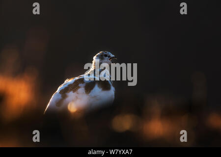 Svalbard ptarmigan (Lagopus muta hyperborea) féminin, mi-muent à l'automne la lumière. Spitsbergen, Svalbard, Norvège, septembre. Banque D'Images