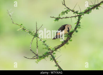 À TÊTE BLANCHE (Dinemellia dinemelli buffalo weaver) sur une branche, Samburu, Kenya, novembre. Banque D'Images