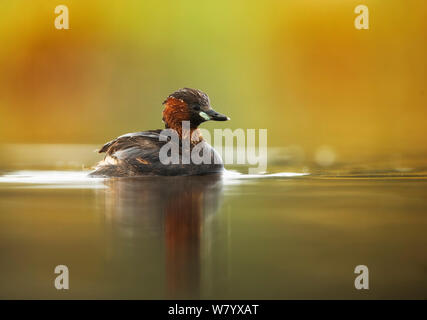 Grèbe castagneux (Tachybaptus ruficollis capensis) baignade dans le lac Nakuru, au Kenya. Banque D'Images