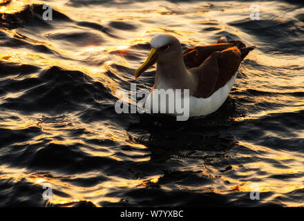 Buller&# 39;s albatros (Thalassarche bulleri) nager sur la mer au lever du soleil près de Pitt Island, îles Chatham, Nouvelle-Zélande, mars. Banque D'Images