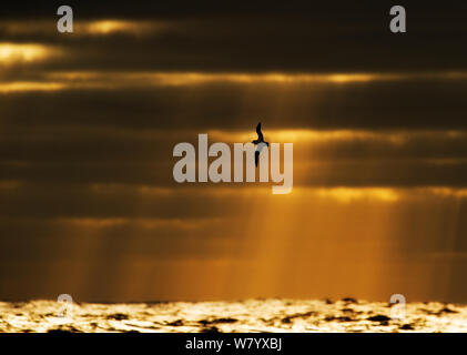 Soft-petrel Pterodroma (plumage mollis mollis) en vol au coucher du soleil, avec des rayons de lumière brillant à partir de nuages, près de l'île des antipodes, Sub-Antarctic Nouvelle-zélande, mars. Banque D'Images