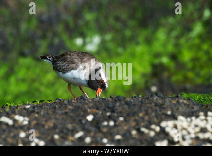 « Récent rive (Thinornis novaeseelandiae) Rangatira, Nouvelle-Zélande. Les espèces endémiques menacées. Banque D'Images