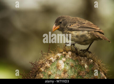 Cactus commun (Geospiza scandens finch intermedia) sur la figue, Galapagos. Endémique. Banque D'Images