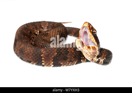 Serpent Agkistrodon Cottonmouth (piscivores) Vallée de l'eau, le Mississipi, USA, avril. Projet d'Meetyourneighbors.net Banque D'Images