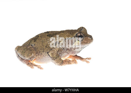 Rainette Hyla chrysoscelis Tishomingo State Park, Mississippi, USA, avril. Projet d'Meetyourneighbors.net Banque D'Images