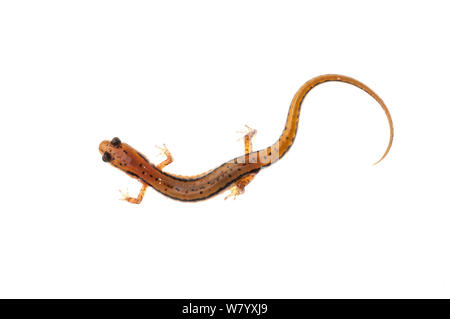 Salamandre à deux lignes (Eurycea cirrigera) Tishomingo State Park, Mississippi, USA, avril. Projet d'Meetyourneighbors.net Banque D'Images