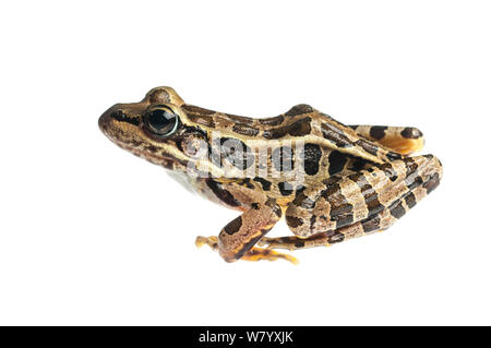 Grenouille des marais (Lithobates palustris) Tishomingo State Park, Mississippi, USA, avril. Projet d'Meetyourneighbors.net Banque D'Images
