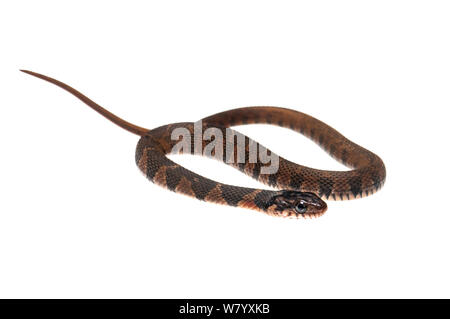 Plainbelly couleuvre d'eau (Nerodia erythrogaster) Oxford, Mississippi, USA, avril. Projet d'Meetyourneighbors.net Banque D'Images