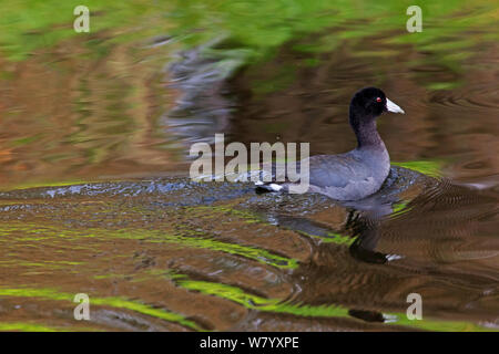 Foulque d'Amérique (Fulica americana americana), les zones humides de Xochimilco, Mexico, Mexique. Novembre. Banque D'Images