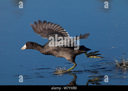 Foulque d'Amérique (Fulica americana americana) au décollage, Xochimilco les zones humides, la ville de Mexico, novembre Banque D'Images