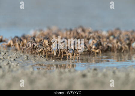 Les crabes Mictyris longicarpus soldat (groupe) sur plage, extrême nord du Queensland, en Australie. Banque D'Images