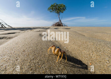 Le crabe (soldat Mictyris longicarpus) sur plage, extrême nord du Queensland, en Australie. Banque D'Images