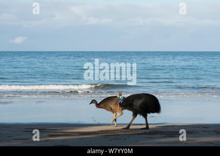 Casoar (Casuarius casuarius sud) et les jeunes adultes sur plage, Etty Bay, Queensland, Australie. Non disponible pour l'utilisation en Allemagne, Autriche et Suisse. Banque D'Images