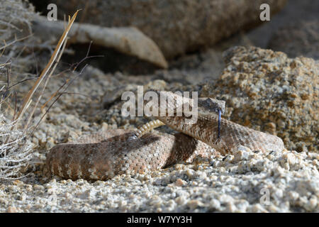 Le sud-ouest de l'omble de crotale de l'Ouest (Crotalus mitchellii pyrrhus) dégustation air, Californie, USA, octobre. Banque D'Images