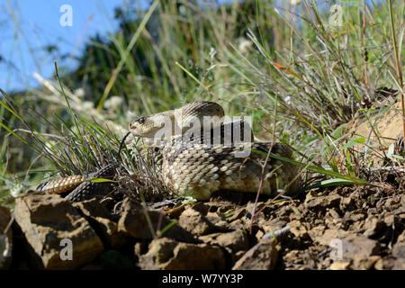 Black-tailed crotale de l'Ouest (Crotalus molossus) Dégustation l'air, Arizona, USA, septembre. Conditions contrôlées Banque D'Images