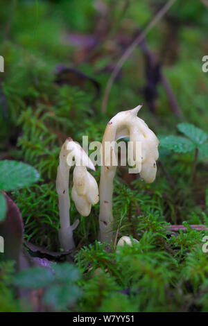 Dutchman&# 39;s Monotropa hypopitys (tuyau) Parc national de Laojunshan Lijiang, Yunnan, Chine, juillet. Banque D'Images