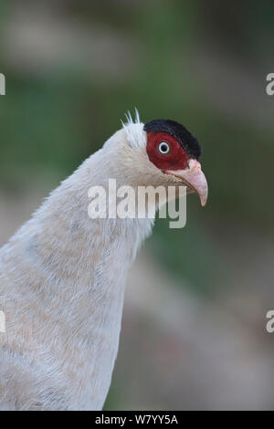 White-eared pheasant (Crossoptilon crossoptilon) portrait, province du Sichuan, Chine, juillet. Banque D'Images