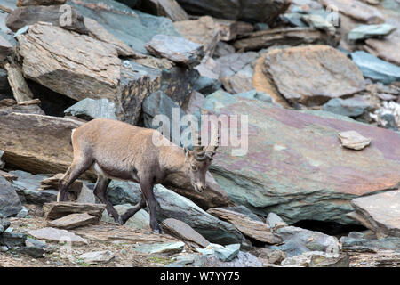 Bouquetin des Alpes (Capra ibex) jeune homme en marche entre les roches à haute altitude. Alpes, vallée d'Aoste, Parc National du Grand Paradis, en Italie. Septembre. Banque D'Images