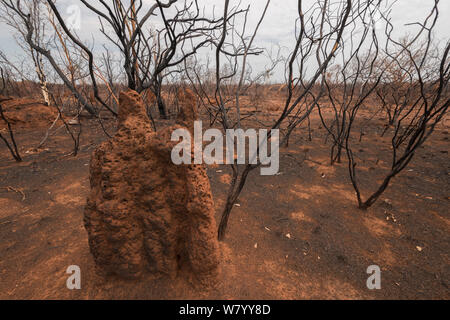 Termitière au milieu de la savane brûlée ou l'écosystème de prairie, après incendie, Queensland, Australie. Banque D'Images