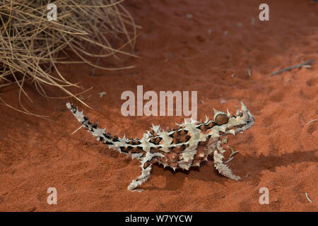 Lézard dragon épineux (Moloch horridus) captifs à Alice Springs Desert Park, Alice Springs, Territoire du Nord, Australie. Banque D'Images