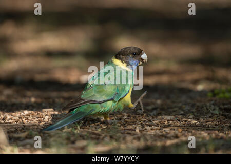 Australian parrot à collier (Barnardius zonarius) marcher le long de la terre, Alice Springs, Territoire du Nord, Australie. Banque D'Images