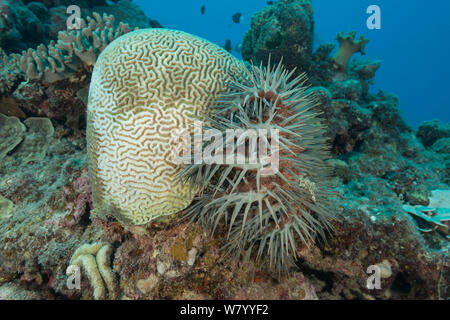 Couronne d'étoile de mer Acanthaster planci) sur le côté d'un Platygyra coral et digérant avec son estomac. Grande Barrière de Corail, Queensland, Australie. Banque D'Images